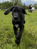Jaden, a female Great Dane for sale in Warsaw, NY – Photo 3 of 6