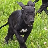 Jaden, a female Great Dane for sale in Warsaw, NY – Photo 2 of 6