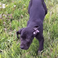 Jaden, a female Great Dane for sale in Warsaw, NY – Photo 5 of 6