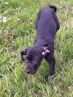 Jaden, a female Great Dane for sale in Warsaw, NY – Photo 5 of 6