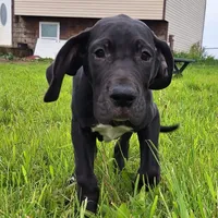 Jaden, a female Great Dane for sale in Warsaw, NY – Photo 6 of 6