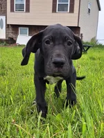 Jaden, a female Great Dane for sale in Warsaw, NY – Photo 6 of 6