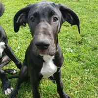 Jaden, a female Great Dane for sale in Warsaw, NY – Photo 4 of 6