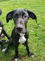 Jaden, a female Great Dane for sale in Warsaw, NY – Photo 4 of 6