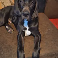 Jaden, a female Great Dane for sale in Warsaw, NY – Photo 1 of 6