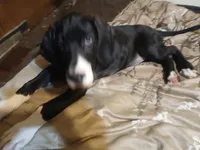 Sierra, a female Great Dane for sale in Warsaw, NY – Photo 6 of 6