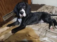 Sierra, a female Great Dane for sale in Warsaw, NY – Photo 5 of 6