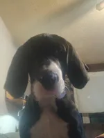 Sierra, a female Great Dane for sale in Warsaw, NY – Photo 3 of 6