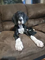 Sierra, a female Great Dane for sale in Warsaw, NY – Photo 1 of 6
