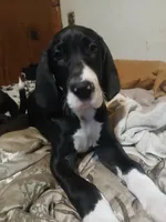 Sierra, a female Great Dane for sale in Warsaw, NY – Photo 4 of 6