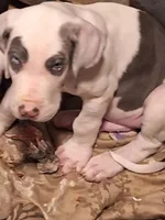 Kayden, a male Great Dane for sale in Warsaw, NY – Photo 5 of 10