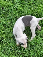 Kayden, a male Great Dane for sale in Warsaw, NY – Photo 6 of 10
