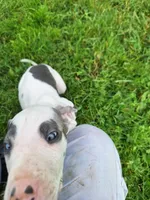 Kayden, a male Great Dane for sale in Warsaw, NY – Photo 8 of 10