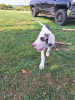 Kayden, a male Great Dane for sale in Warsaw, NY – Photo 1 of 10