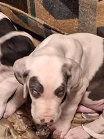 Kayden, a male Great Dane for sale in Warsaw, NY – Photo 3 of 10