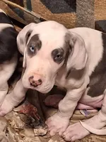 Kayden, a male Great Dane for sale in Warsaw, NY – Photo 2 of 10