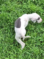 Kayden, a male Great Dane for sale in Warsaw, NY – Photo 4 of 10