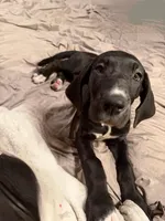 Quenn, a female Great Dane for sale in Warsaw, NY – Photo 7 of 7