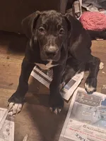 Quenn, a female Great Dane for sale in Warsaw, NY – Photo 2 of 7