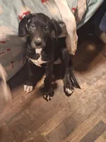 Quenn, a female Great Dane for sale in Warsaw, NY – Photo 6 of 7