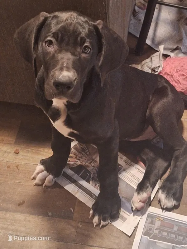 Quenn, a female Great Dane for sale in Warsaw, NY – Photo 1 of 7