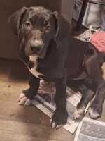 Quenn, a female Great Dane for sale in Warsaw, NY – Photo 1 of 7