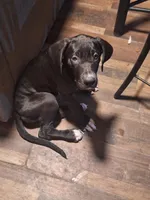 Quenn, a female Great Dane for sale in Warsaw, NY – Photo 5 of 7