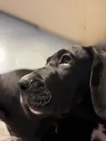 Quenn, a female Great Dane for sale in Warsaw, NY – Photo 4 of 7