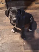 Quenn, a female Great Dane for sale in Warsaw, NY – Photo 3 of 7