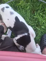 Baylynn, a female Great Dane for sale in Warsaw, NY – Photo 9 of 10