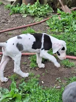 Baylynn, a female Great Dane for sale in Warsaw, NY – Photo 6 of 10