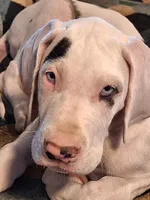 Baylynn, a female Great Dane for sale in Warsaw, NY – Photo 2 of 10