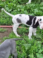 Baylynn, a female Great Dane for sale in Warsaw, NY – Photo 10 of 10