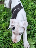 Baylynn, a female Great Dane for sale in Warsaw, NY – Photo 8 of 10