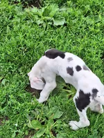Baylynn, a female Great Dane for sale in Warsaw, NY – Photo 7 of 10