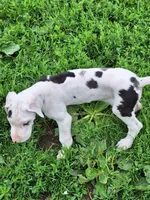 Baylynn, a female Great Dane for sale in Warsaw, NY – Photo 3 of 10