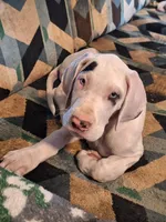 Baylynn, a female Great Dane for sale in Warsaw, NY – Photo 1 of 10