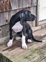 Casey, a female Great Dane for sale in Warsaw, NY – Photo 3 of 6