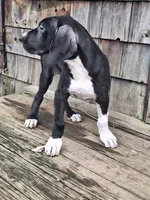 Casey, a female Great Dane for sale in Warsaw, NY – Photo 4 of 6