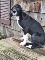 Casey, a female Great Dane for sale in Warsaw, NY – Photo 2 of 6