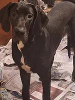 Angel, a female Great Dane for sale in Warsaw, NY – Photo 1 of 2