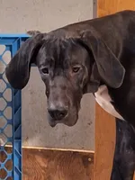 Angie, a female Great Dane for sale in Warsaw, NY – Photo 2 of 3