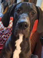 Angie, a female Great Dane for sale in Warsaw, NY – Photo 1 of 3