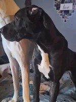 Angie, a female Great Dane for sale in Warsaw, NY – Photo 3 of 3