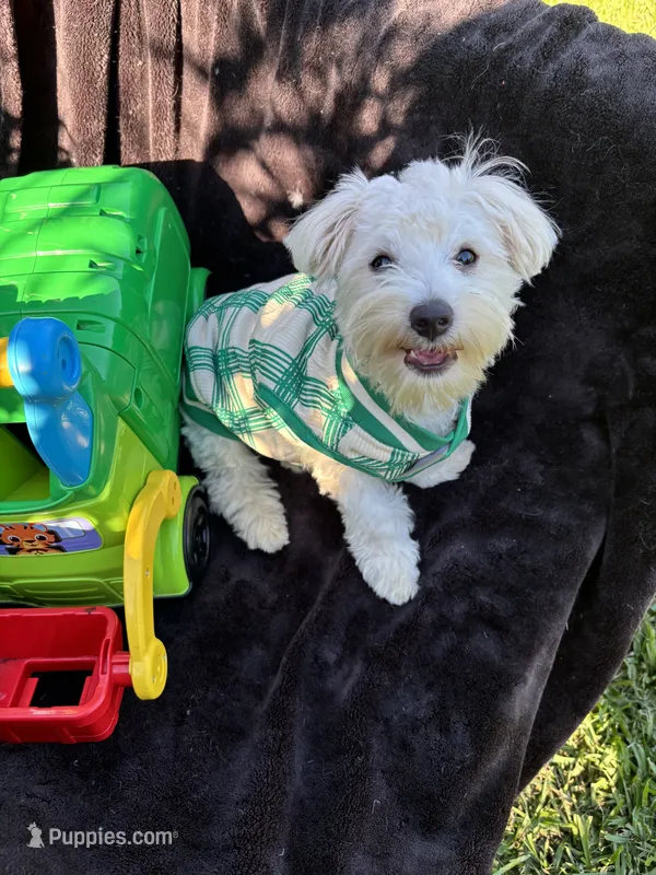 Marcos – Maltese puppy for sale in Paris, TX
