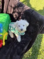 Marcos, a male Maltese for sale in Paris, TX – 4 of 8