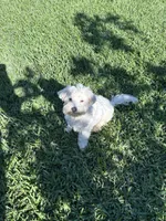 Marcos, a male Maltese for sale in Paris, TX – 8 of 8