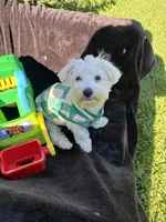 Marcos, a male Maltese for sale in Paris, TX – 5 of 8