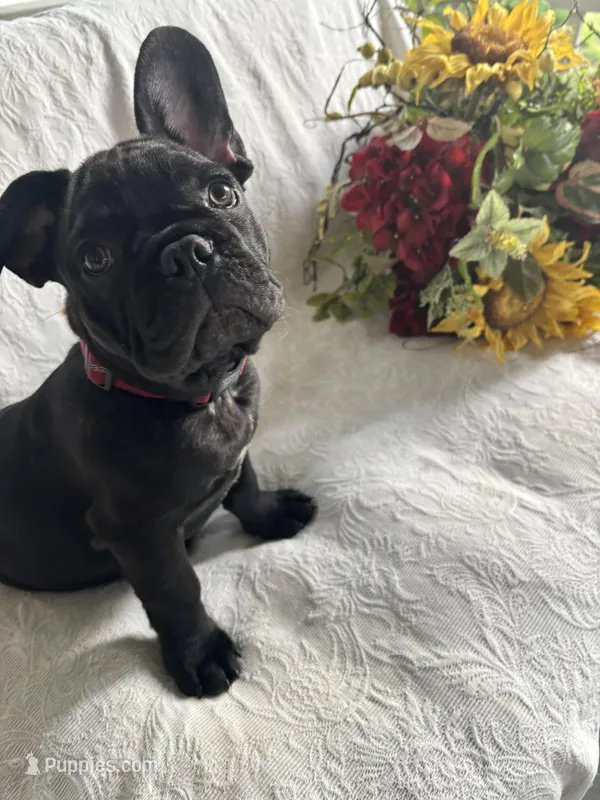 Alo – French Bulldog puppy for sale in Paris, TX
