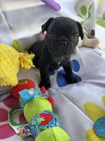 Alo, a male French Bulldog for sale in Paris, TX – Photo 2 of 7